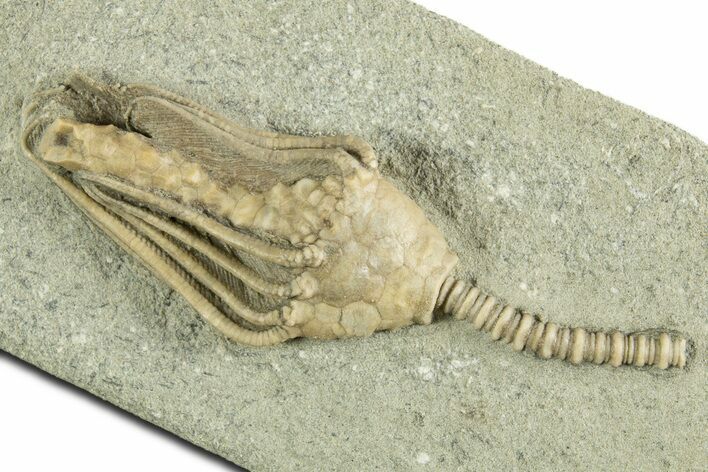 Fossil Crinoid (Macrocrinus) - Crawfordsville, Indiana #344768